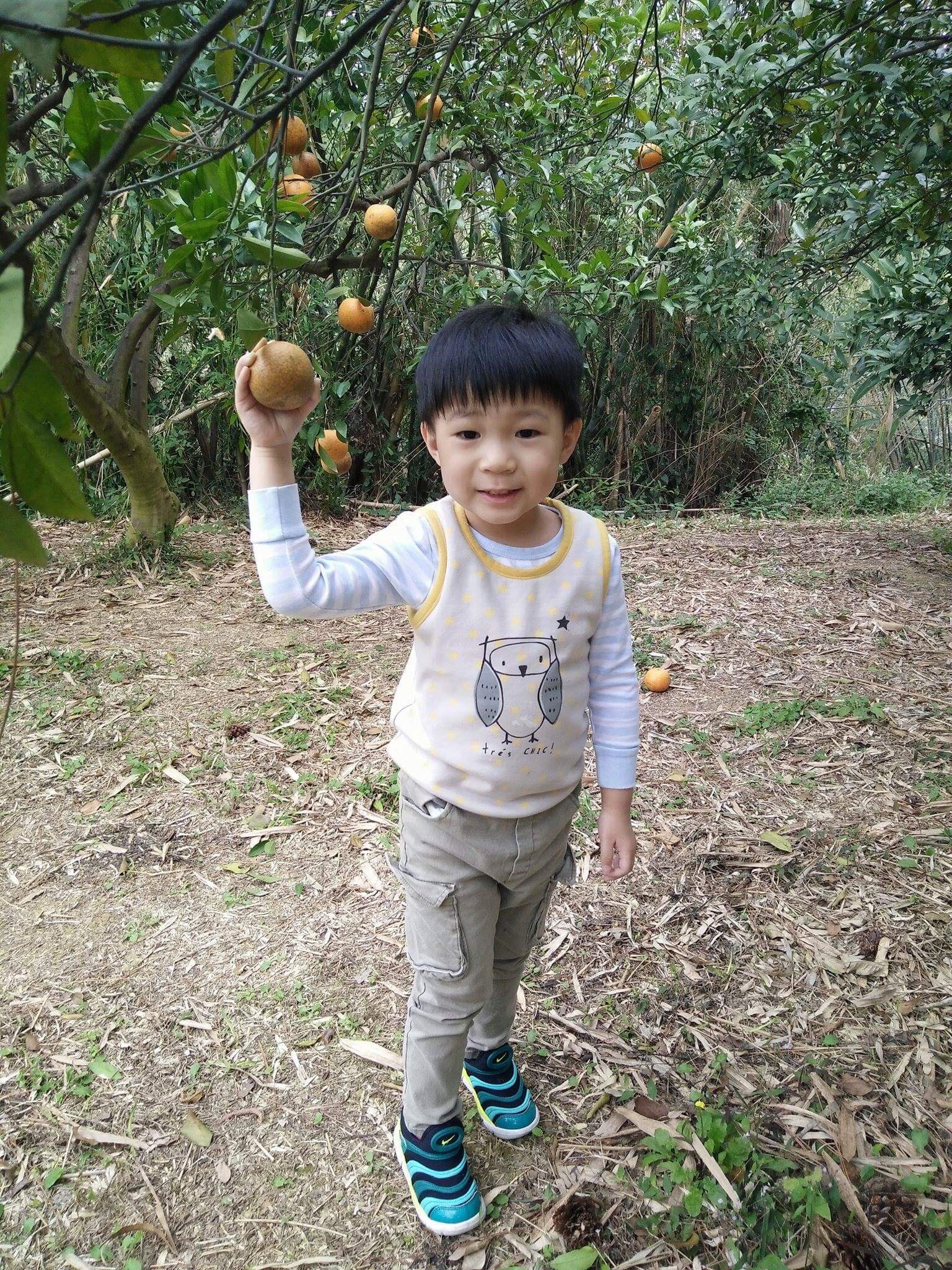 Diagram 1 We're talking about tangerines today! Author's son.
