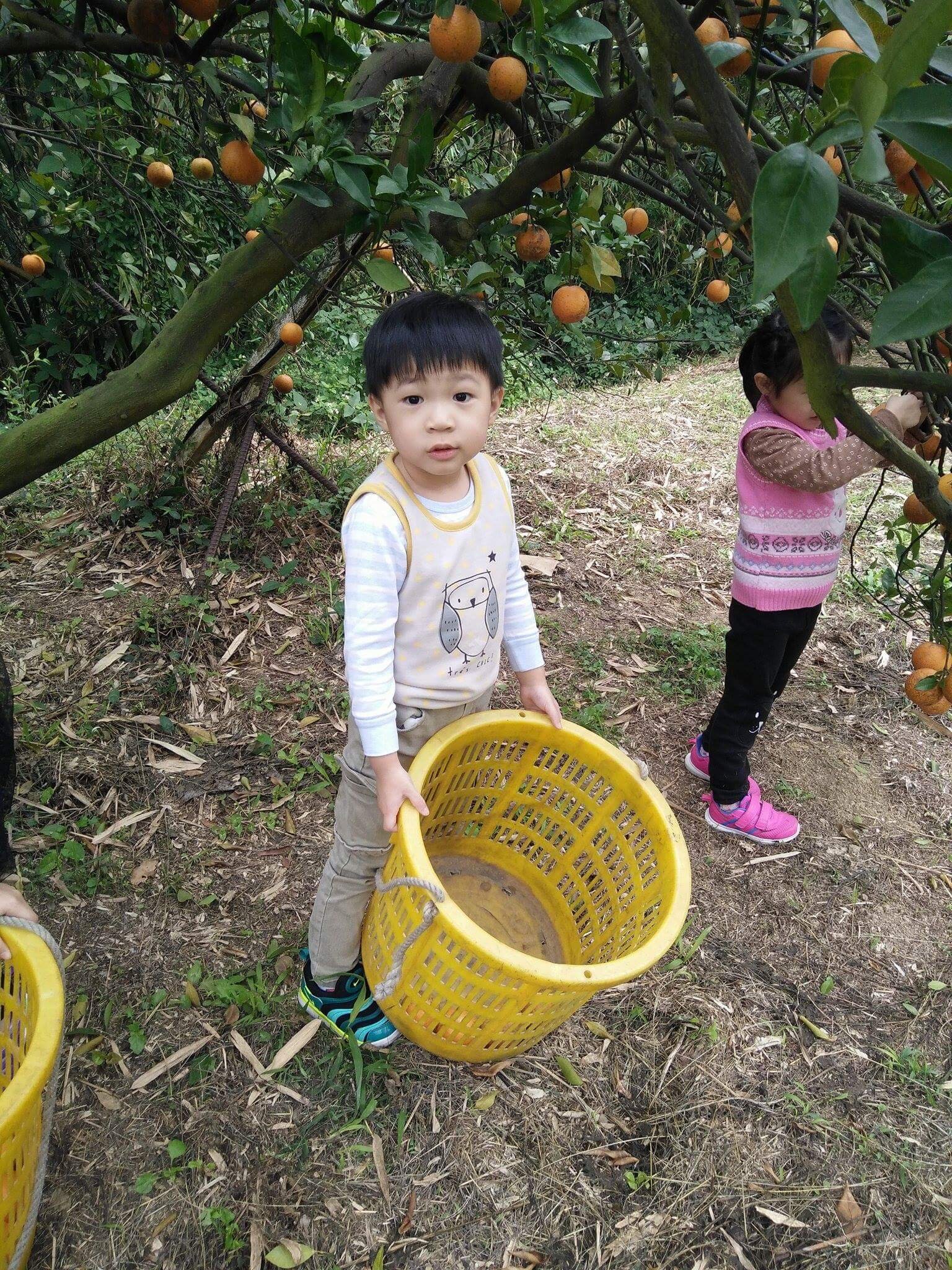 Diagram 3 More fruit means more chances!
